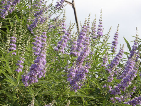 セイヨウニンジンボク ハーブ種 枝先や葉の付け根に小さな花を穂状に咲かせる イパネマおやじ イパネマおやじ ハーブとバラ 育てる 楽しさは１株から心と風景が豊かになる夢の時間