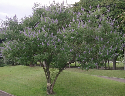 セイヨウニンジンボク ハーブ種 枝先や葉の付け根に小さな花を穂状に咲かせる イパネマおやじ イパネマおやじ ハーブとバラ 育てる 楽しさは１株から心と風景が豊かになる夢の時間