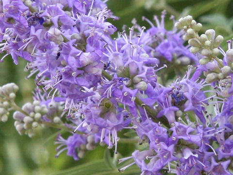 æã®åç«¯ã«åéè±åºãã¤ãç´«è²ã®è±ãå²ããã