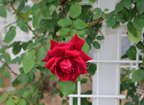 数輪の房咲きになり多くの花を咲かせます