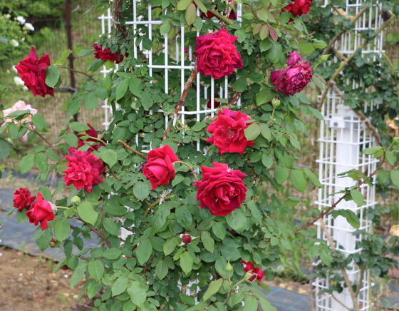 ダマスク系の芳香があります