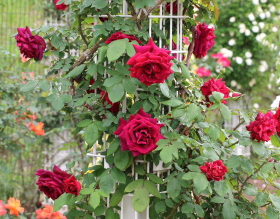 濃赤色の花弁はベルベットのような光沢がある