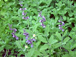 コモンセージの開花期は６～７月