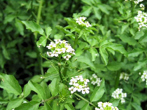 クレソンは和名がオランダ芥子