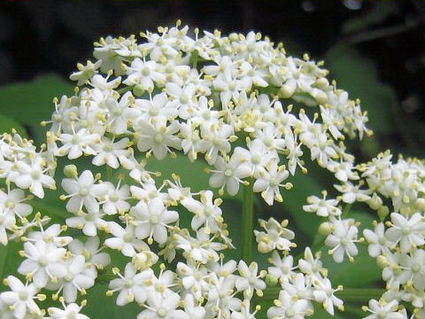 エルダーは開花期が５～６月