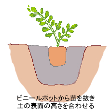 鉢に適量の用土を入れる