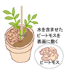 定植する　ピートモスの用土