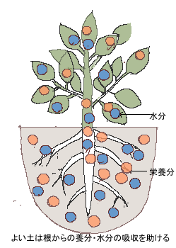 よい土の構造