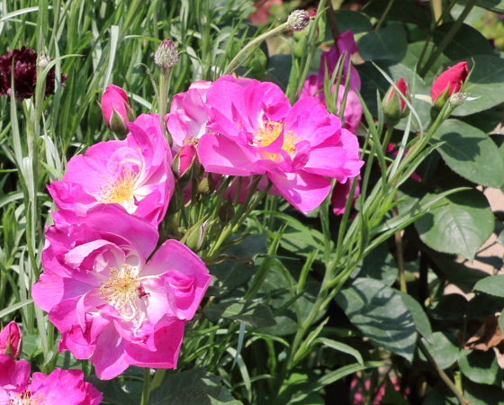 花形は半八重平咲きです