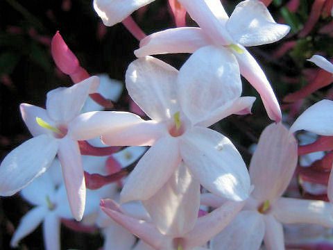 ハゴロモジャスミン ハーブ 花径２ｃｍ位の小さな筒状花を４０輪程 イパネマおやじ イパネマおやじ ハーブとバラ 育てる楽しさは１株から心と風景が豊かになる夢の時間