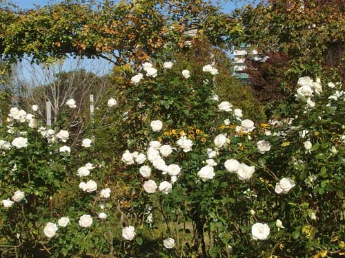 秋の京成バラ園にて