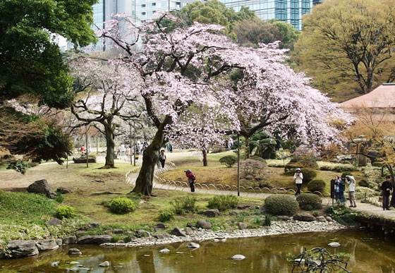 後楽園の桜が咲いている風景