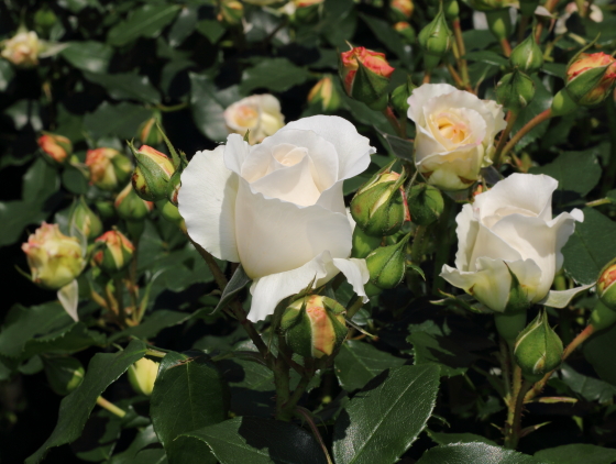 コスモスには軽いフルーツの芳香があります