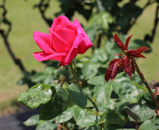 マリアカラスの花色は濃いローズ色です