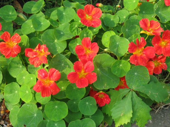 ナスタチウム ハーブ種 朱橙色などの花を咲かせ葉はワサビ味 イパネマおやじ イパネマおやじ ハーブとバラ 育てる楽しさは１株から心と風景が豊かになる夢の時間