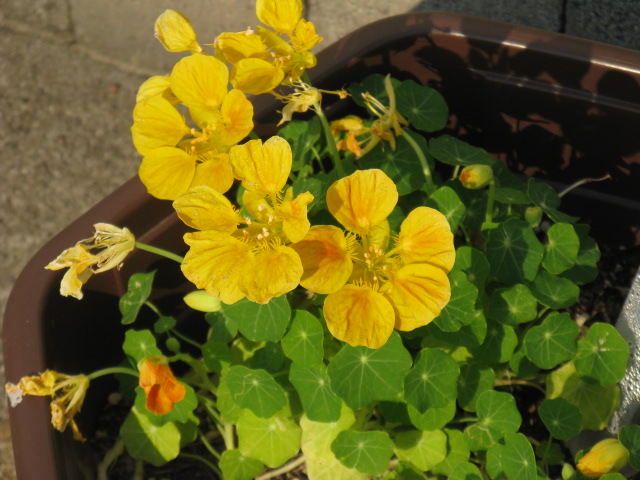 ナスタチウム ハーブ種 朱橙色などの花を咲かせ葉はワサビ味 イパネマおやじ イパネマおやじ ハーブとバラ 育てる 楽しさは１株から心と風景が豊かになる夢の時間