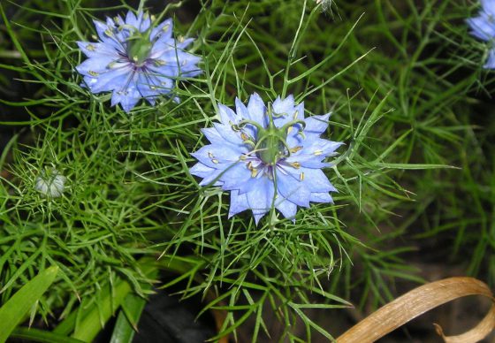 ニゲラ ハーブ種 花は糸状の総ほう片に包まれる イパネマおやじ イパネマおやじ ハーブとバラ 育てる楽しさは１株から心と風景が豊かになる夢の時間