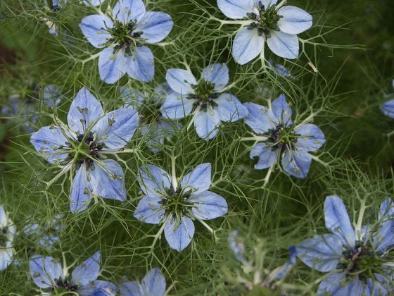 ニゲラ ハーブ種 花は糸状の総ほう片に包まれる イパネマおやじ イパネマおやじ ハーブとバラ 育てる楽しさは１株から心と風景が豊かになる夢の時間