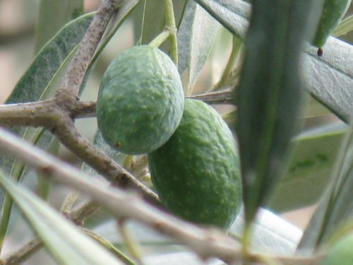 オリーブは食用に利用される