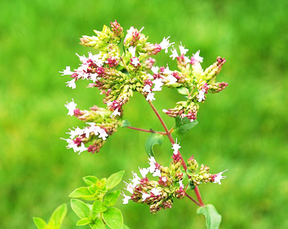 オレガノ ハーブ 夏に茎の先端に紅紫色の小花を咲かせる イパネマおやじ イパネマおやじ ハーブとバラ 育てる楽しさは１株から心と風景が豊かになる夢の時間