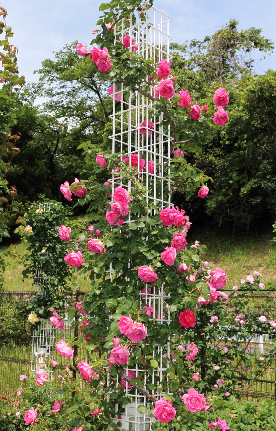 パレード バラ 花つき花もちがよく春以降も返り咲く イパネマおやじ