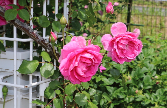 パレードはロゼット咲きの花形になる