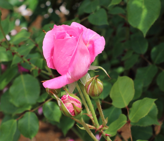 パレード バラ 花つき花もちがよく春以降も返り咲く イパネマおやじ イパネマおやじ ハーブとバラ 育てる楽しさは１株から心と風景が豊かになる夢の時間