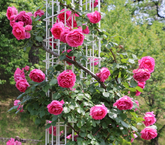 パレード バラ 花つき花もちがよく春以降も返り咲く イパネマおやじ イパネマおやじ ハーブとバラ 育てる楽しさは１株から心と風景が豊かになる夢の時間