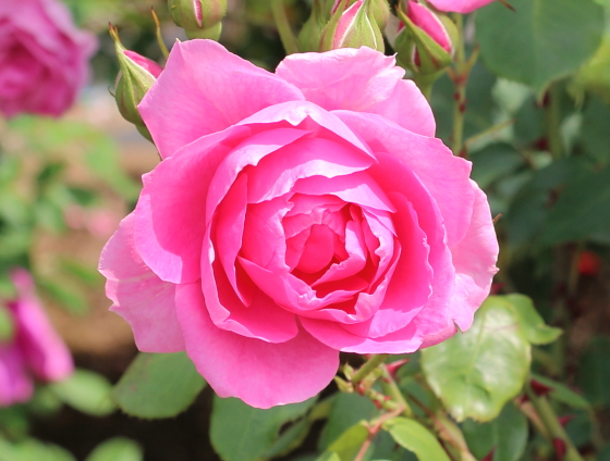 パレード バラ 花つき花もちがよく春以降も返り咲く イパネマおやじ イパネマおやじ ハーブとバラ 育てる楽しさは１株から心と風景が豊かになる夢の時間