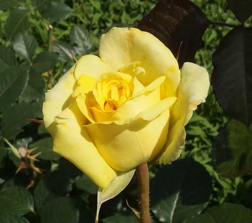 純黄色のバラ