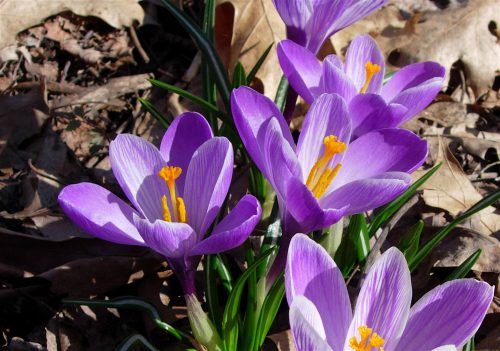 サフラン ハーブ種 紫色の花弁と黄金色のシベの対比が美しい イパネマおやじ イパネマおやじ ハーブとバラ 育てる楽しさは１株から心と風景が豊かになる夢の時間