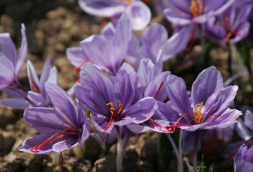 サフランは多年草