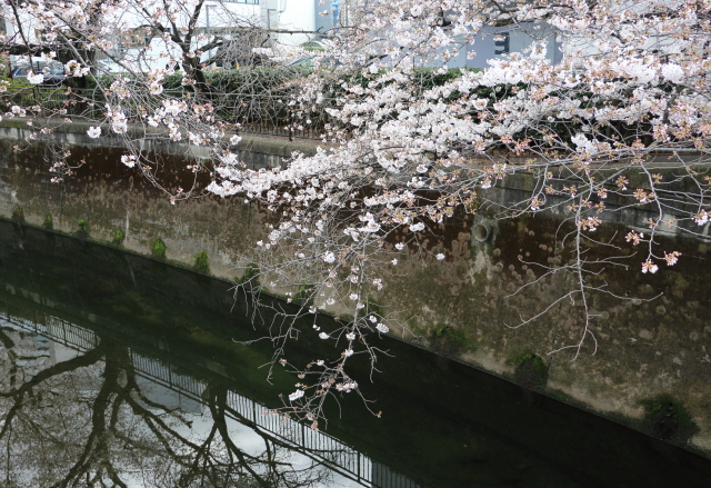 サクラはバラ科の花です