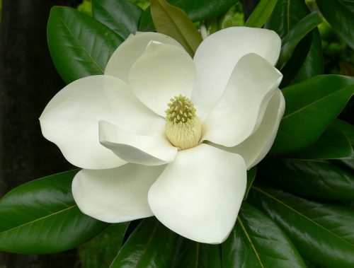 タイサンボクは大きな白い花を咲かせる