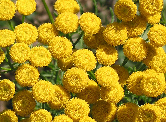 タンジー ハーブ苗 切り花 ドライフラワー 花壇の彩りに植える イパネマおやじ イパネマおやじ ハーブとバラ 育てる 楽しさは１株から心と風景が豊かになる夢の時間