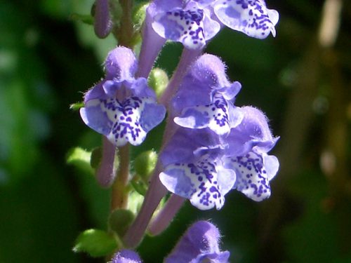 タツナミソウは淡い青紫色の花