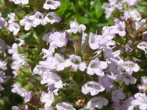 タイムは開花期は５～７月頃