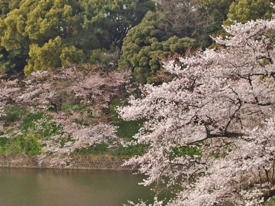 サクラの咲く風景　千鳥ヶ淵の桜