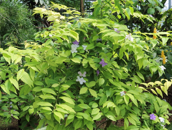 ニオイバンマツリはナス科の植物