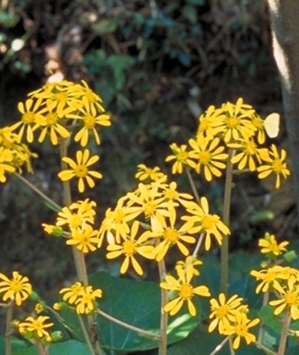 ツワブキは常緑多年草