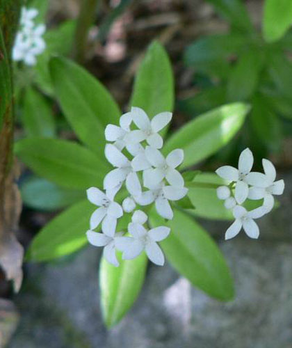 ウッドラフは多年草