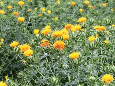 ベニバナ ハーブ種 キク科の１年草で種子から紅花油が採れる イパネマおやじ イパネマおやじ ハーブとバラ 育てる 楽しさは１株から心と風景が豊かになる夢の時間