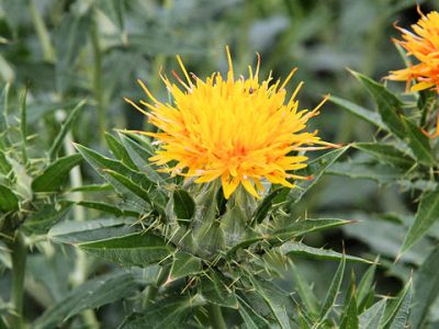 ベニバナ ハーブ種 キク科の１年草で種子から紅花油が採れる イパネマおやじ イパネマおやじ ハーブとバラ 育てる 楽しさは１株から心と風景が豊かになる夢の時間