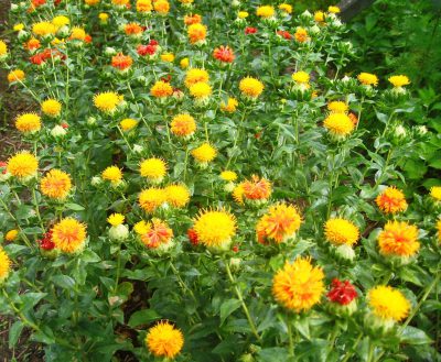 ベニバナは英名がsafflower