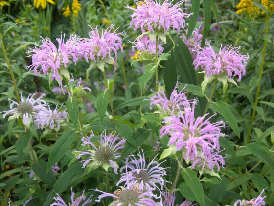 ベルガモット モナルダ ハーブ 初夏から秋にかけ輪散状の花を咲かせる薬草 イパネマおやじ イパネマおやじ ハーブとバラ 育てる 楽しさは１株から心と風景が豊かになる夢の時間