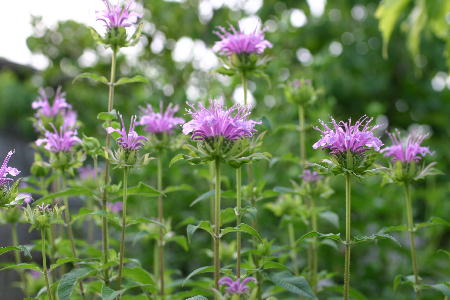 ベルガモット モナルダ ハーブ 初夏から秋にかけ輪散状の花を咲かせる薬草 イパネマおやじ イパネマおやじ ハーブとバラ 育てる楽しさは１株から心と風景が豊かになる夢の時間