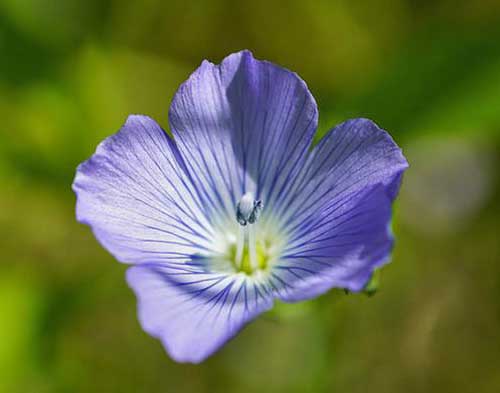 秋まき一年草