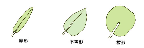 葉の種類