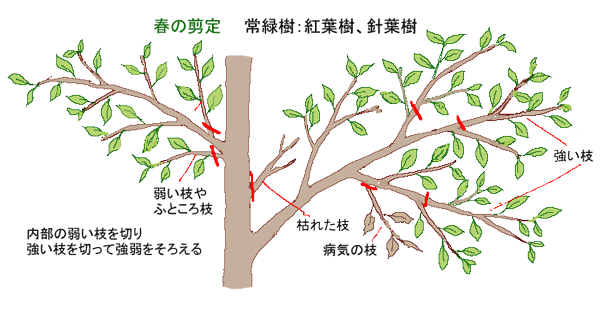 剪定の枝切り