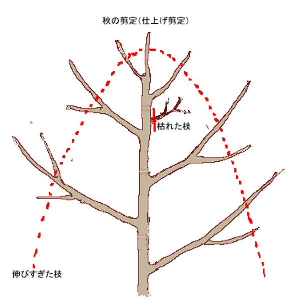 木姿を整える剪定